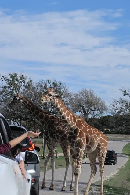 What's It Like to Drive a Convertible Through a Wildlife Safari? 🚗🦒