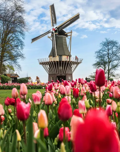 🌷 Must-Visit in March: Keukenhof Tulip Festival in the Netherlands