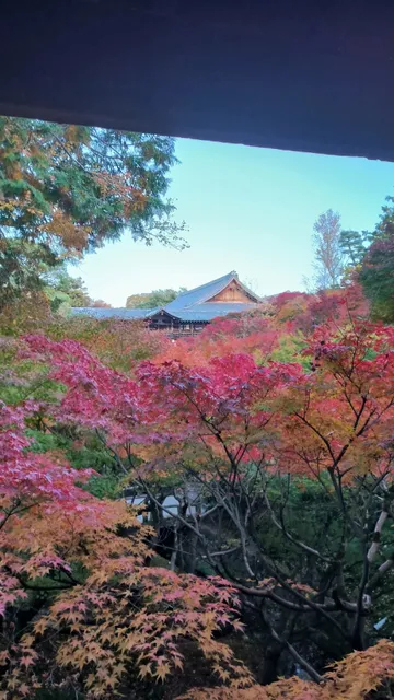 Tofuku-ji Temple 🏯