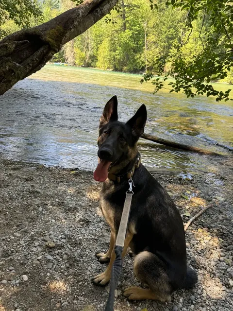 Adventuring with My Pup at Diablo Lake!  