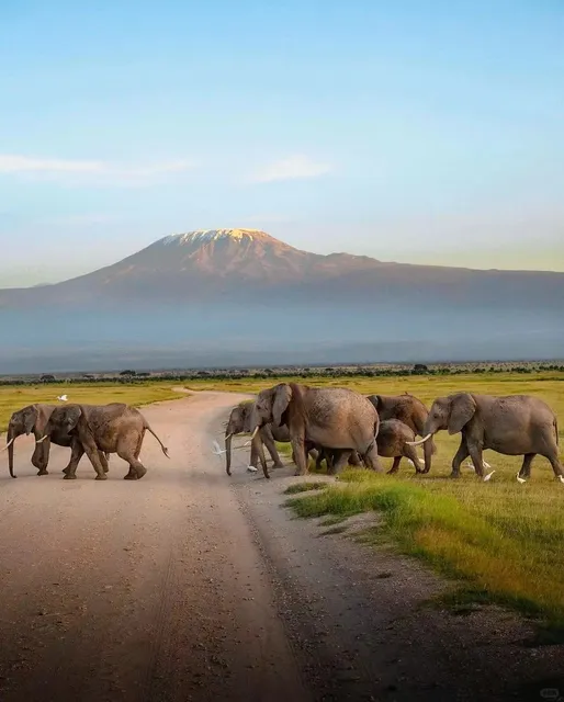 Wild Lions Roam Just Beyond Nairobi's Streets 🦁🏙️