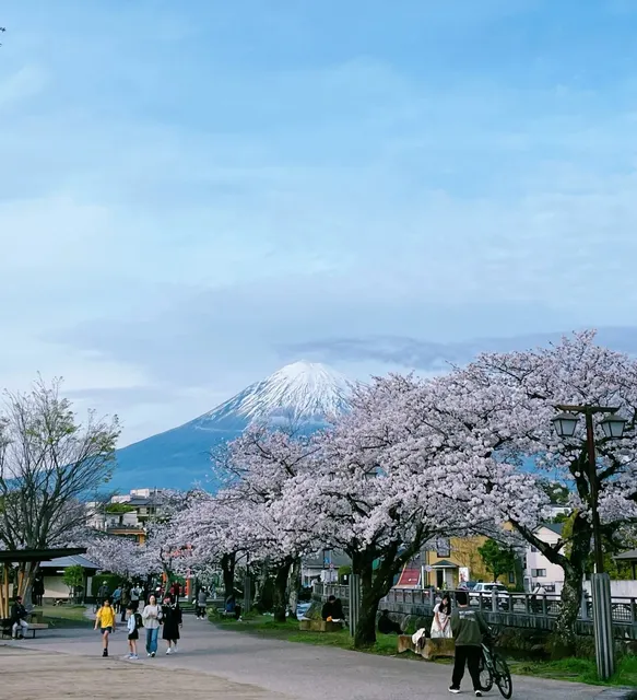 🌸🌺🌿🍃 Off-the-Beaten-Path Cherry Blossom Spots at Mount Fuji, Japan