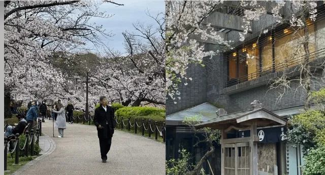 2025 Tokyo City Cherry Blossom Full Record (1)🌸