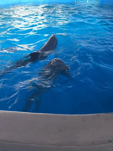 Solo Travel in St. Augustine, Florida 🌴✨