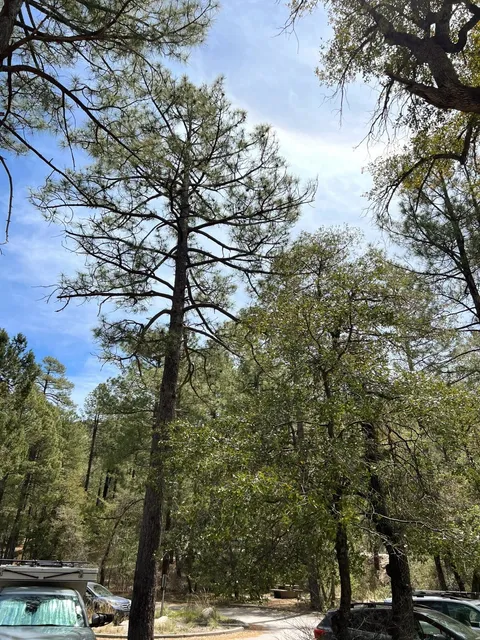 🌵 Tucson｜Summer in AZ is Here 🥵 Escape to the Cool Mountains!