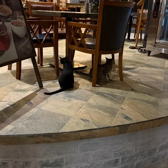 🌴 Maafushi Arena Beach Hotel – Ultimate Travel Guide