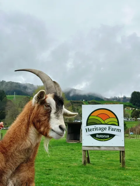 🇳🇿 Taupō 2D1N Itinerary: Hot Springs, Waterfalls & Alpacas! 🌿✨