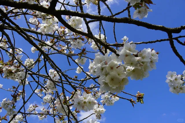 A Stunning Day Trip from Birmingham—Monet’s Garden🖼️ 