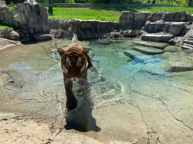 Tulsa Zoo 🐢🦁🌿