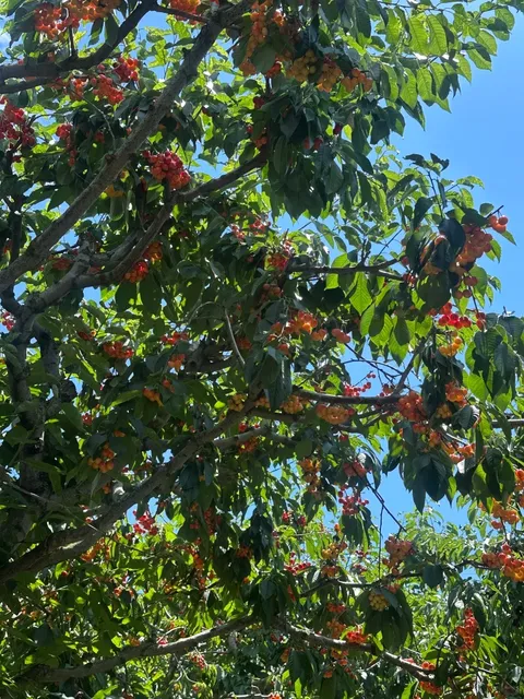 🇨🇦 These must be the juiciest yellow cherries in BC! 🍒