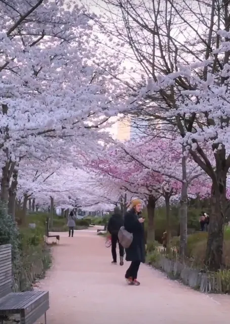 The early cherry blossoms in Boulogne Park have bloomed ~ 