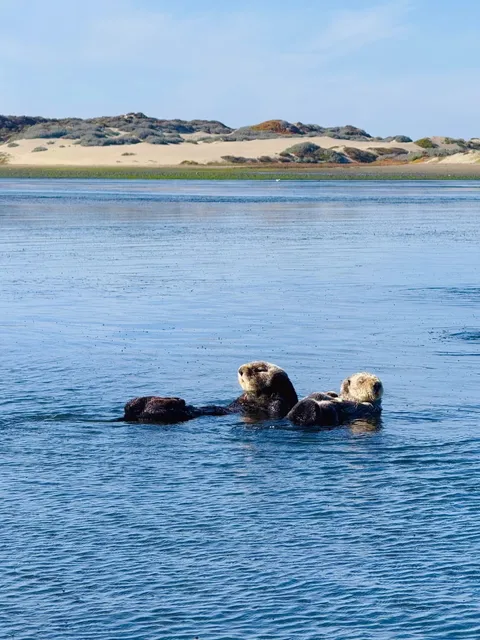 My First Time Seeing Wild Sea Otters and Their Babies Up Close! 🦦💕