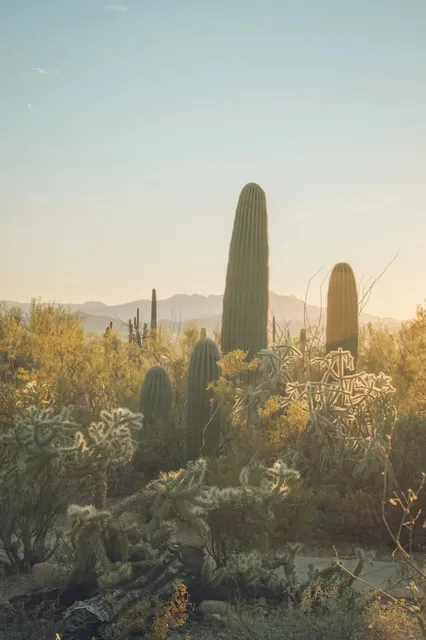 Saguaro National Park | Super Sized Cacti 🌵