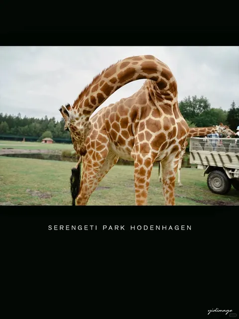 🇩🇪 Best Wildlife Park in Germany: Serengeti Park Hodenhagen 🦒🐪