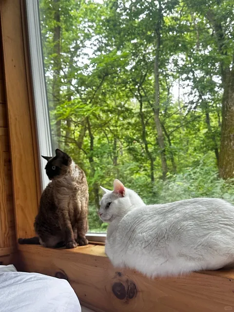 🌲 Firefly Forest | Postcard Cabins at Starved Rock ✨🏕️