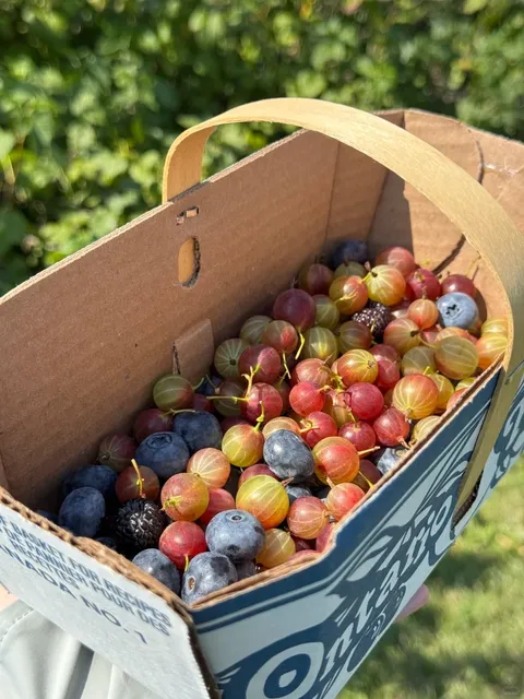 🇨🇦 ​​Berry Picking Adventure Near Toronto!​​ 🫐🚜