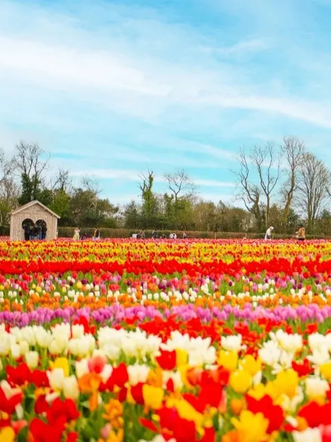 London|The Million Tulip Flower Sea Makes a Timed Return