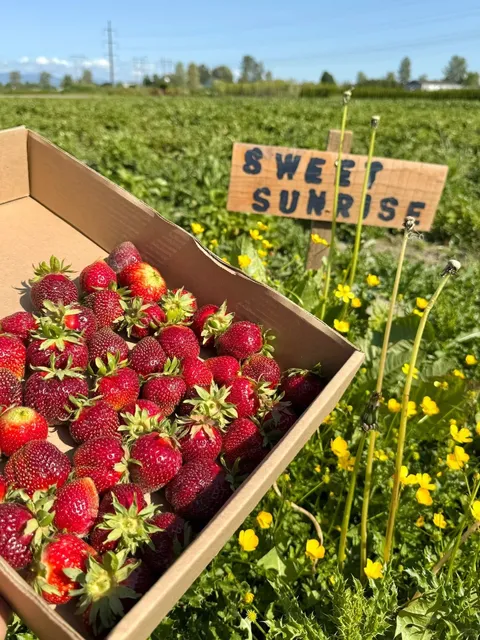 Seattle's First Strawberries