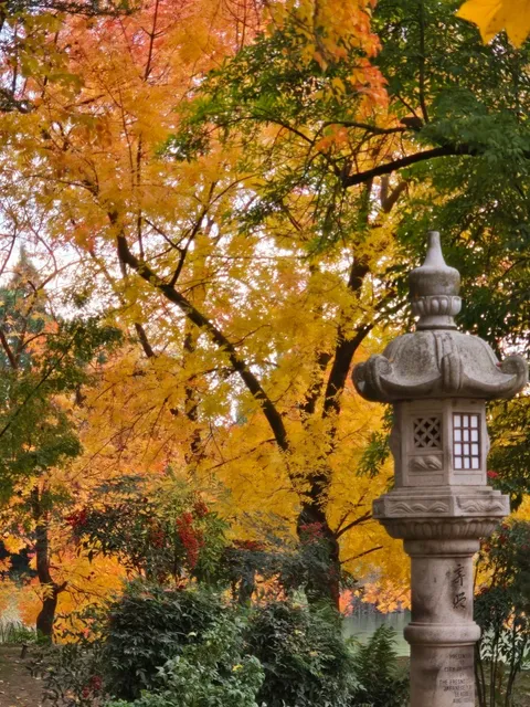 🍁 A Little-Known Gem for Autumn Appreciation