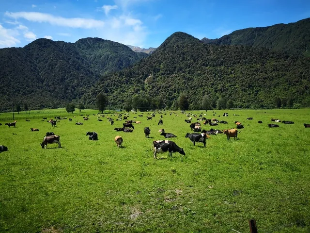 🇳🇿 Christchurch → Greymouth: TranzAlpine Scenic Train Guide