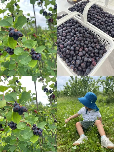 🇨🇦 ​​Hidden Gem Berry Picking Near Toronto!​​ 🍇✨
