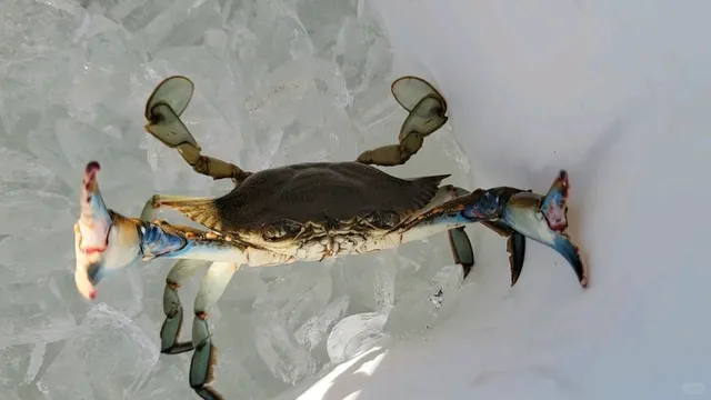 Galveston Crab Fishing Guide 🦀 | Quick Tips & Experience