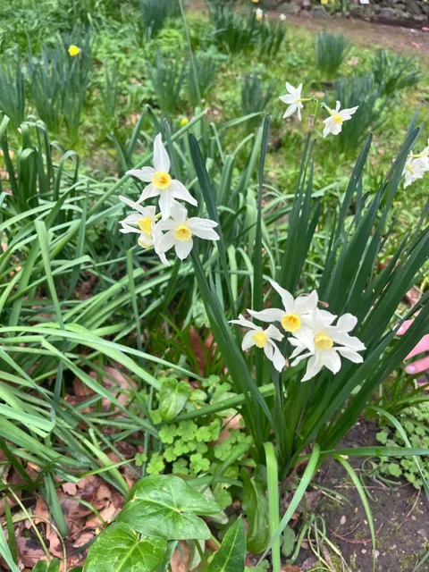  Florence from Another Angle | Europe's Oldest Botanical Garden 🌿