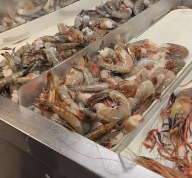 Seafood Feast! Choose Your Own Adventure! 🦐