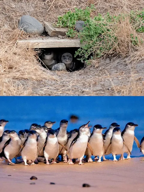  World’s Tiniest Penguins 🐧✨ | Phillip Island: Melbourne’s Magic Spot