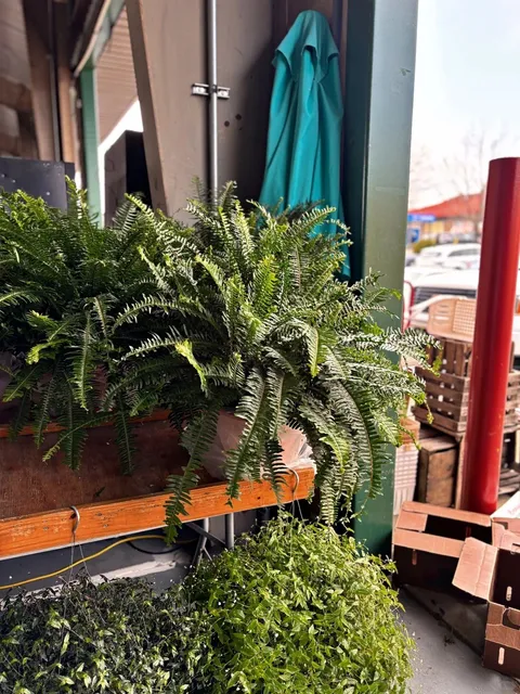 🌼 RTP Raleigh Farmers Market ― Spring Flowers & Plants Pop-Up 💐