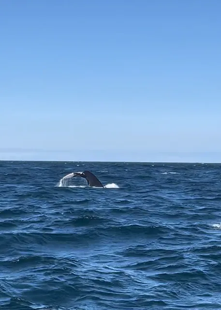  Whale Watching in Halifax: When Giants Dance on the Waves  