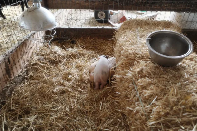 ​​NYC’s Best Hidden Gem: Old Windmill Farm  