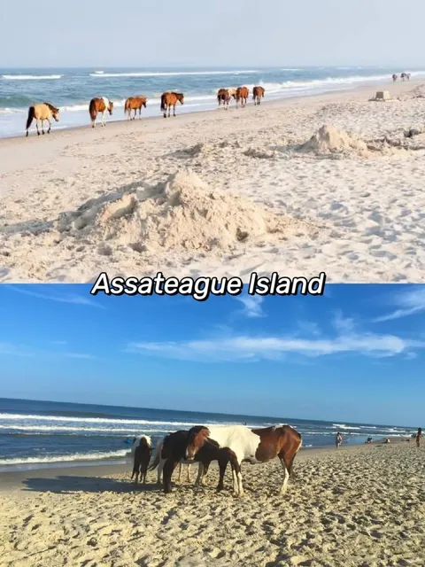 East Coast Getaway 🏖️ | Best Beaches in Virginia ✅