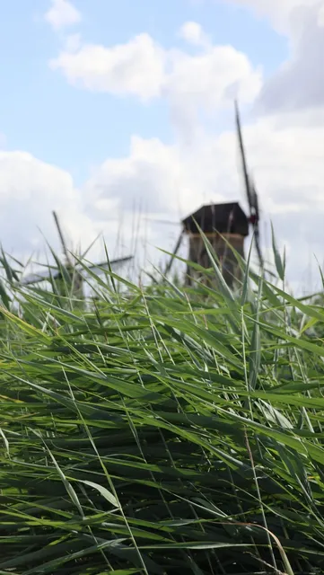 Vlaardingen: A Dutch Masterpiece of Water, Wind & Whimsy 🌤️🌷