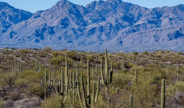 Recollections of Tucson