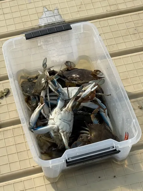 Red Bank | NJ’s Blue Crab Bonanza 🦀🎣  