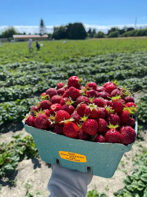 🇨🇦 Summer is Here - Strawberry Picking Time! 🍓