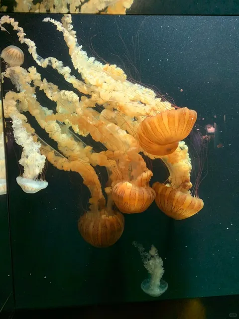 ​​The Boundless Blue Energy of Audubon Aquarium of the Americas​​ 🌊🐠