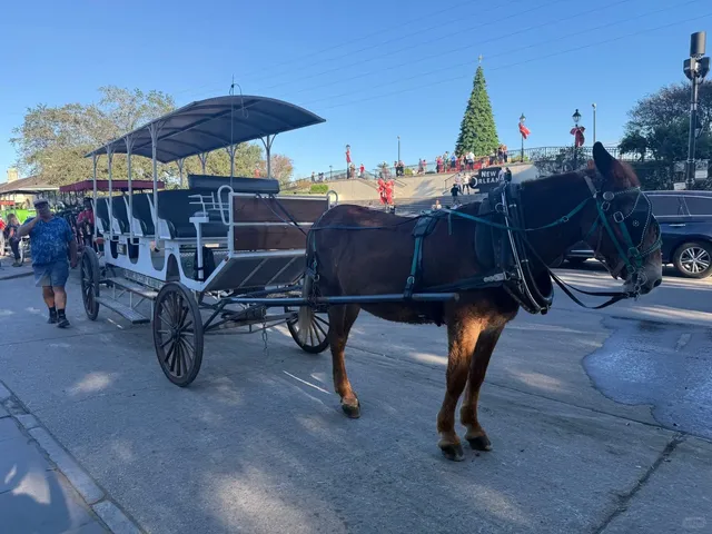 🇺🇸 The American South – New Orleans