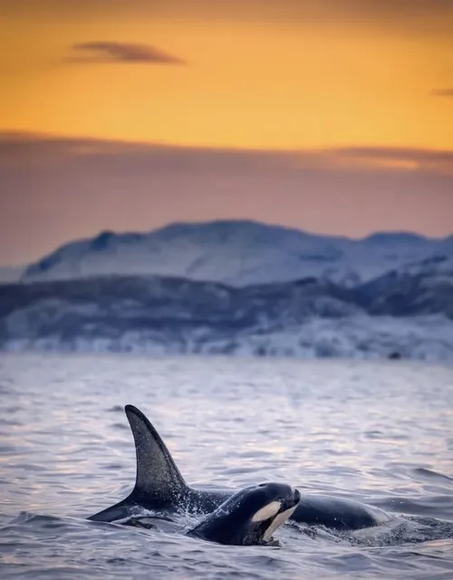 🇮🇸 Whale Watching in Reykjavík | Iceland