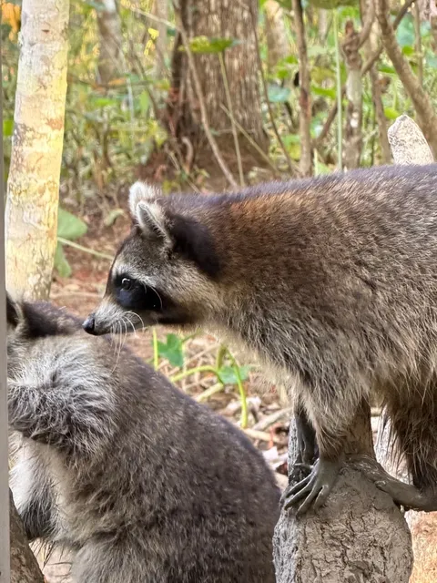 Just had a life-changing peaty cocktail in New Orleans