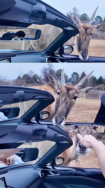 DC-Area Zoo Adventure | Driver Through Safari🗺️