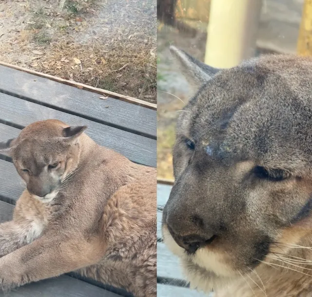 🦒 An Amazing Up-Close Wildlife Experience!