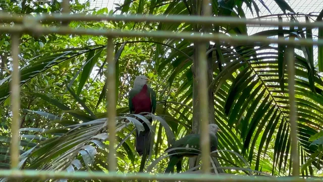 🇵🇬 Weekend Escape at Port Moresby Adventure Park