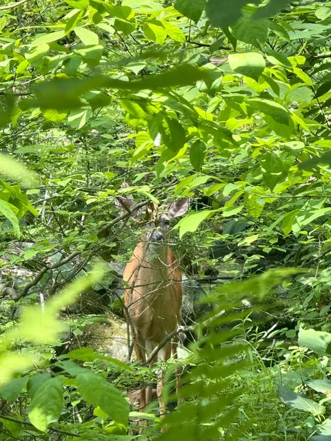 ⛰️｜A Lucky Day Spotting Deer in Upstate New York! 🦌