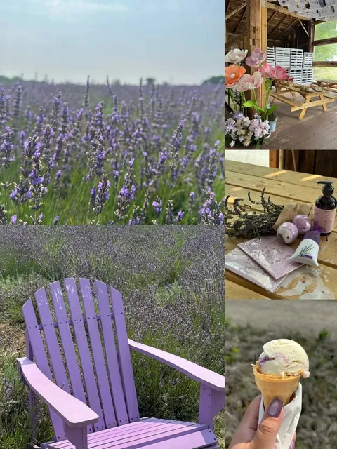 💜 Weekend Escape | Lavender Fields Just North of Toronto! 💜  
