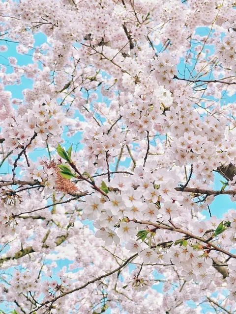 Almere, Netherlands | The Ultimate Romance of Early Cherry Blossoms 🌸