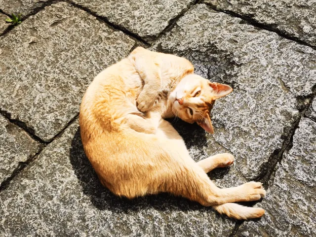 Day 1 in Bhutan: Thimphu’s Tashichho Dzong—Royal & Sacred 🏰