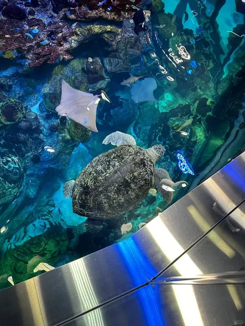 🐠🌊 New England Aquarium: Boston’s Underwater Wonderland 🦭✨