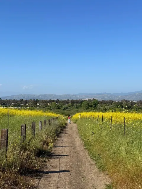  Let’s go see the flower fields at Irvine’s Quail Hill! 🌼